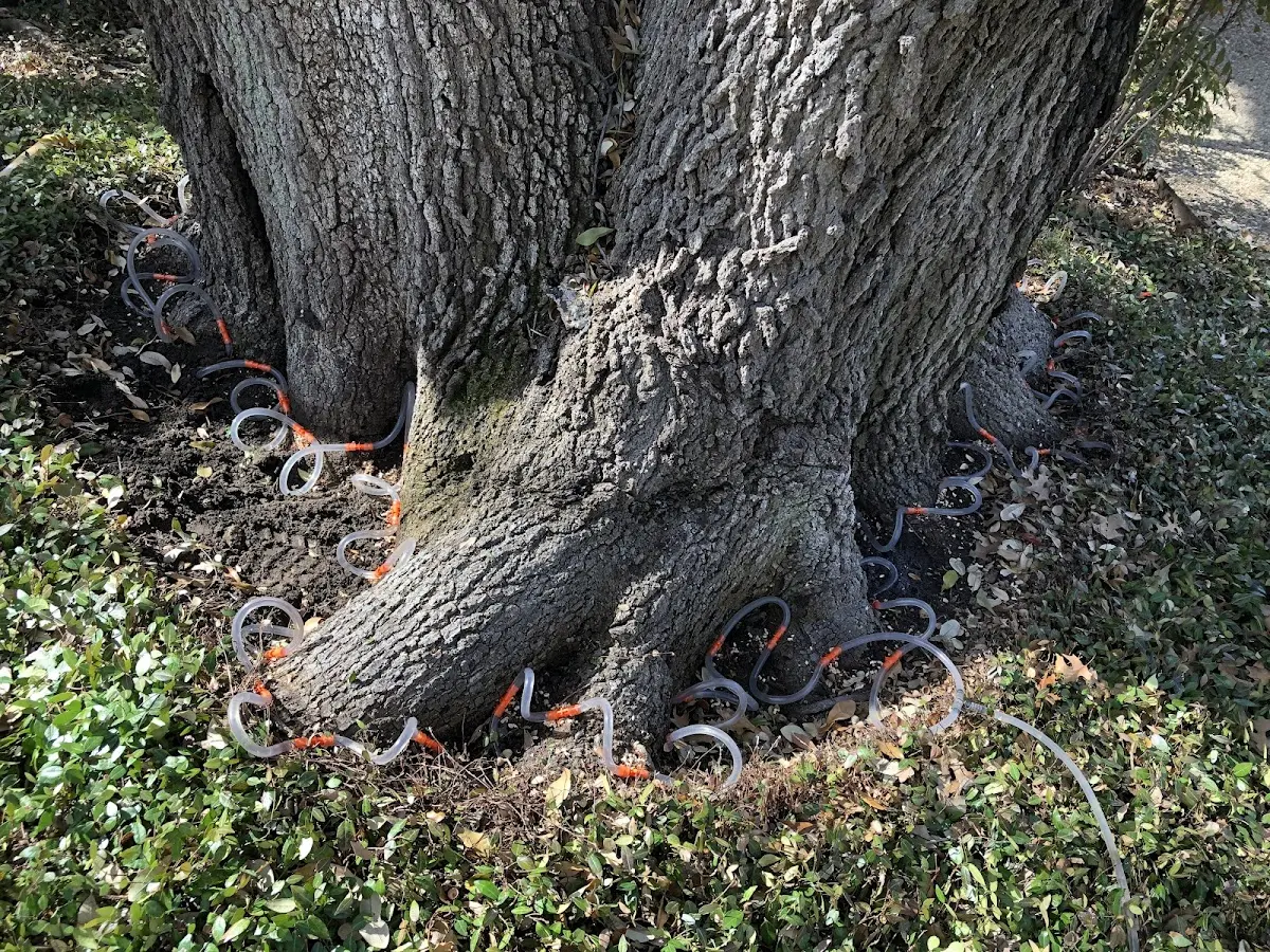 Detailed Tree Cabling and Bracing job site in Sorrento