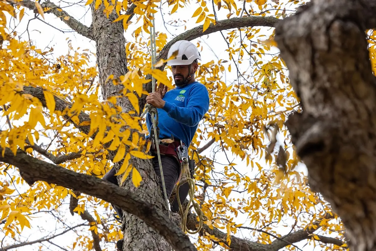 Skilled Tree Pruning crew working in Sorrento